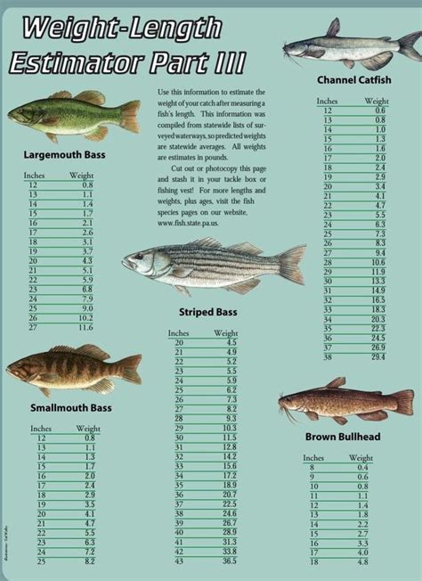 channel catfish size chart.